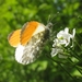 oranjetipje [Anthocharis cardamines]