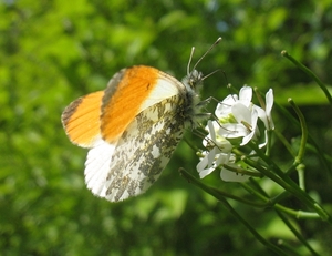 oranjetipje [Anthocharis cardamines]