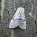 Plakker (Lymantria dispar)vrouw (6)