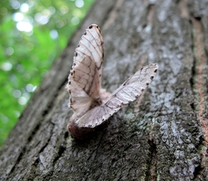 Plakker (Lymantria dispar)vrouw (8)