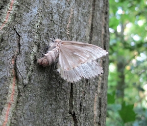 Plakker (Lymantria dispar)vrouw (7)