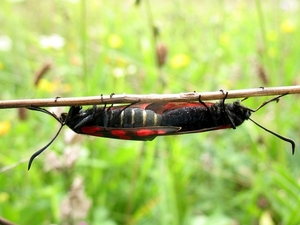 sint-jansvlinder of bloeddropje (Zygaena filipendulae) (22)