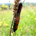 sint-jansvlinder of bloeddropje (Zygaena filipendulae) (27)