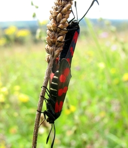 sint-jansvlinder of bloeddropje (Zygaena filipendulae) (27)