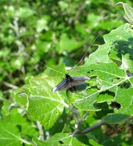 De smaragdlangsprietmot (Adela reaumurella) (5)