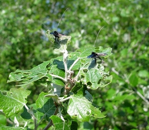 De smaragdlangsprietmot (Adela reaumurella)