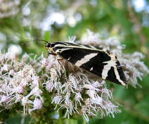 spaanse vlag (Euplagia quadripunctaria)