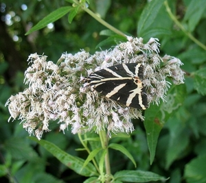 spaanse vlag (Euplagia quadripunctaria) (2)