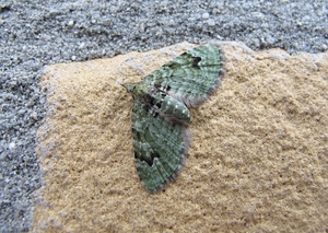v-dwergspanner  (Chloroclystis v-ata) (3)