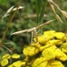 vedermot [fam.pterophoridaec[Gillmeria tetrdactyla]  (2)