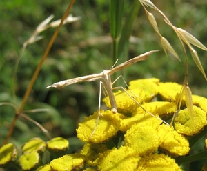 vedermot [fam.pterophoridaec[Gillmeria tetrdactyla]  (2)