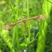 vedermot [fam.pterophoridaec[Gillmeria tetradactyla]