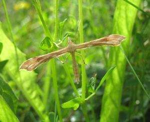 vedermot [fam.pterophoridaec[Gillmeria tetradactyla]