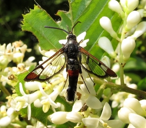 wilgenwespvlinder (2)