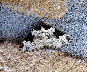 zwartbandspanner (Xanthorhoe fluctuata) (3)