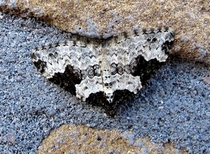 zwartbandspanner (Xanthorhoe fluctuata) (5)