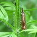 zwartbruine vlakjesmot (Catoptria verellus)