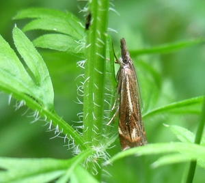 zwartbruine vlakjesmot (Catoptria verellus)