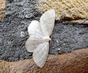 bruine grijsbandspanner (Cabera exanthemata) (4)