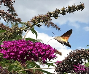 De kolibrievlinder (Macroglossum stellatarum) (2)