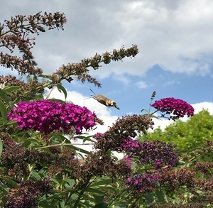 De kolibrievlinder (Macroglossum stellatarum)