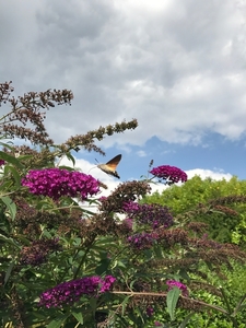 De kolibrievlinder (Macroglossum stellatarum) (5)