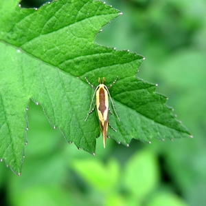 bruine molmboorder (Harpella forficella) (2)