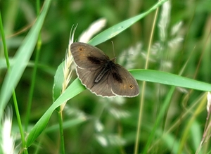 zandoogje (Maniola jurtina)kleurafwijking