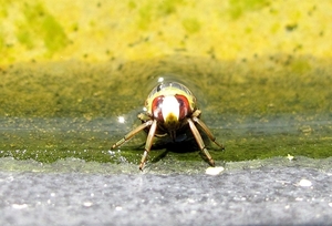 Het gewone bootsmannetje (Notonecta glauca),nimf - kopie