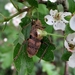 De gemarmerde eikenbok (Rhagium mordax) (2)