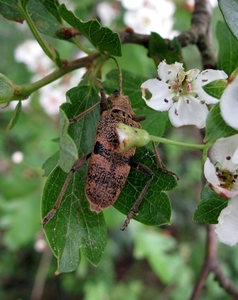 De gemarmerde eikenbok (Rhagium mordax) (2)