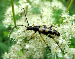 De gevlekte smalbok (Rutpela maculata