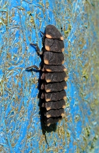 De grote glimworm of gewone glimworm (Lampyris noctiluca) (8)
