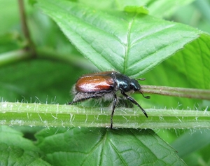 De Johanneskever (Phyllopertha horticola (3)