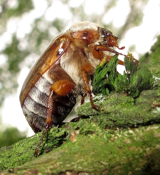 De meikever of gewone meikever (Melolontha melolontha) (9)