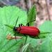 De zwartkopvuurkever (Pyrochroa coccinea) (6)