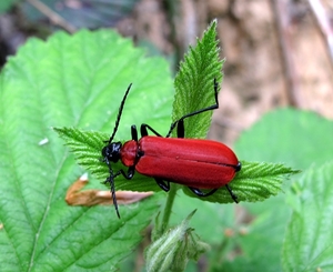 De zwartkopvuurkever (Pyrochroa coccinea) (6)