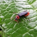 het donkere soldaatje, Cantharis fusca (11)