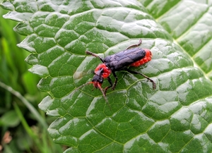 het donkere soldaatje, Cantharis fusca (11)