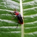 het donkere soldaatje, Cantharis fusca (9)