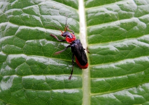 het donkere soldaatje, Cantharis fusca (9)