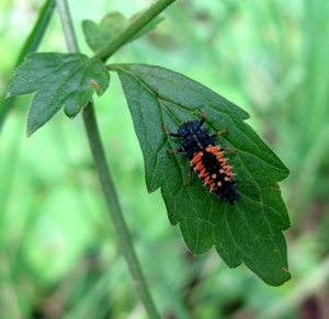 larve,onzelieveheersbeesje (1)
