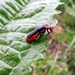 het donkere soldaatje, Cantharis fusca (4)