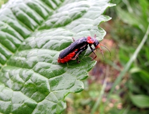 het donkere soldaatje, Cantharis fusca (4)