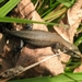 hagedis (9)