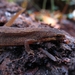 salamander