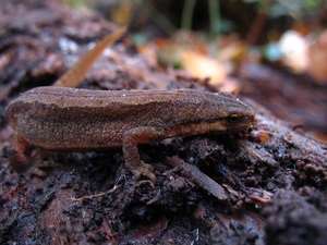 salamander