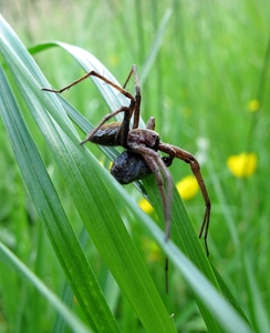 De grote wolfspin of kraamwebspin (Pisaura mirabilis) (3)