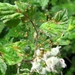 De kruisspin (Araneus diadematus) (1)