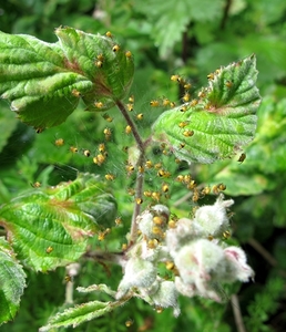 De kruisspin (Araneus diadematus) (1)